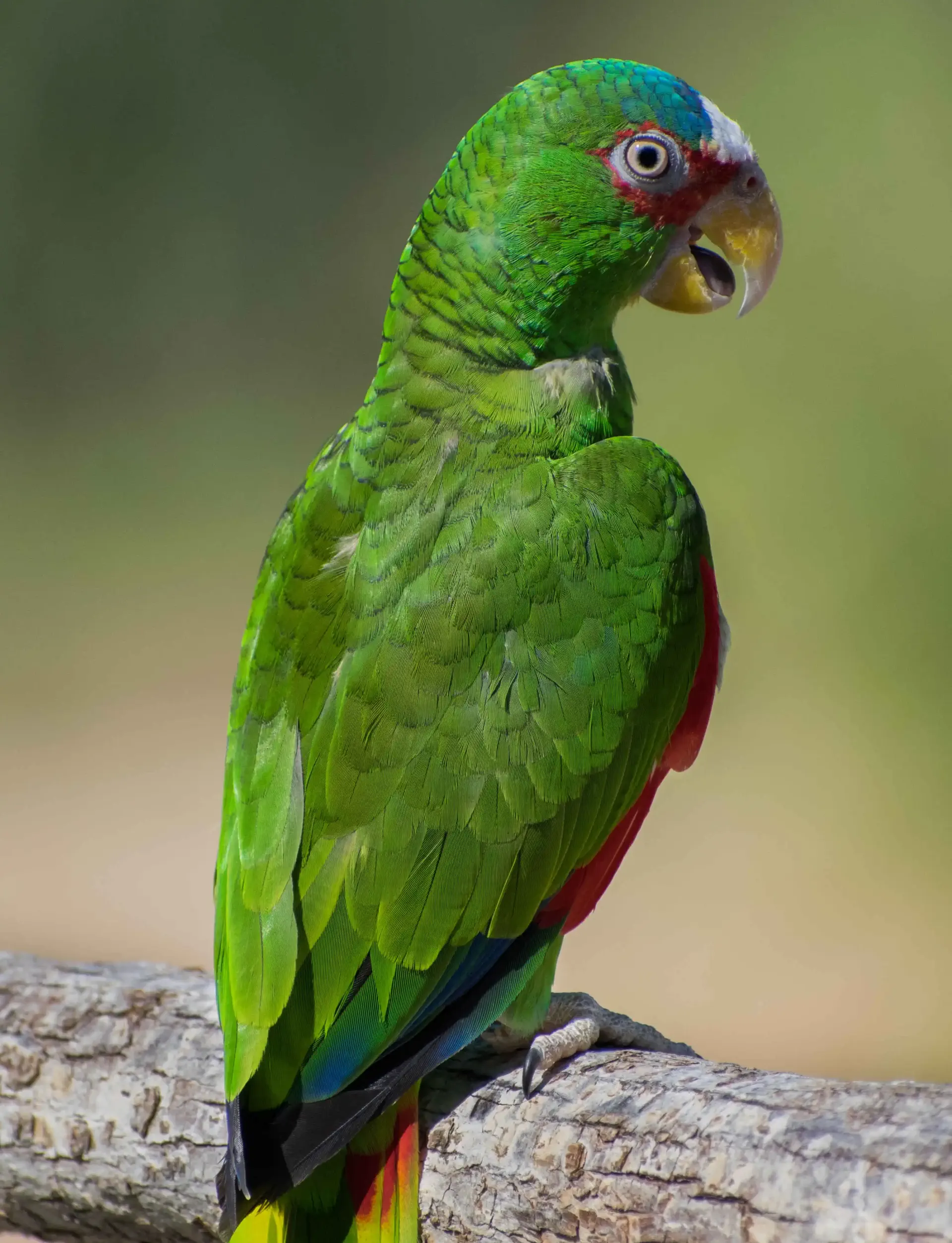 un perroquet vert perché sur une branche