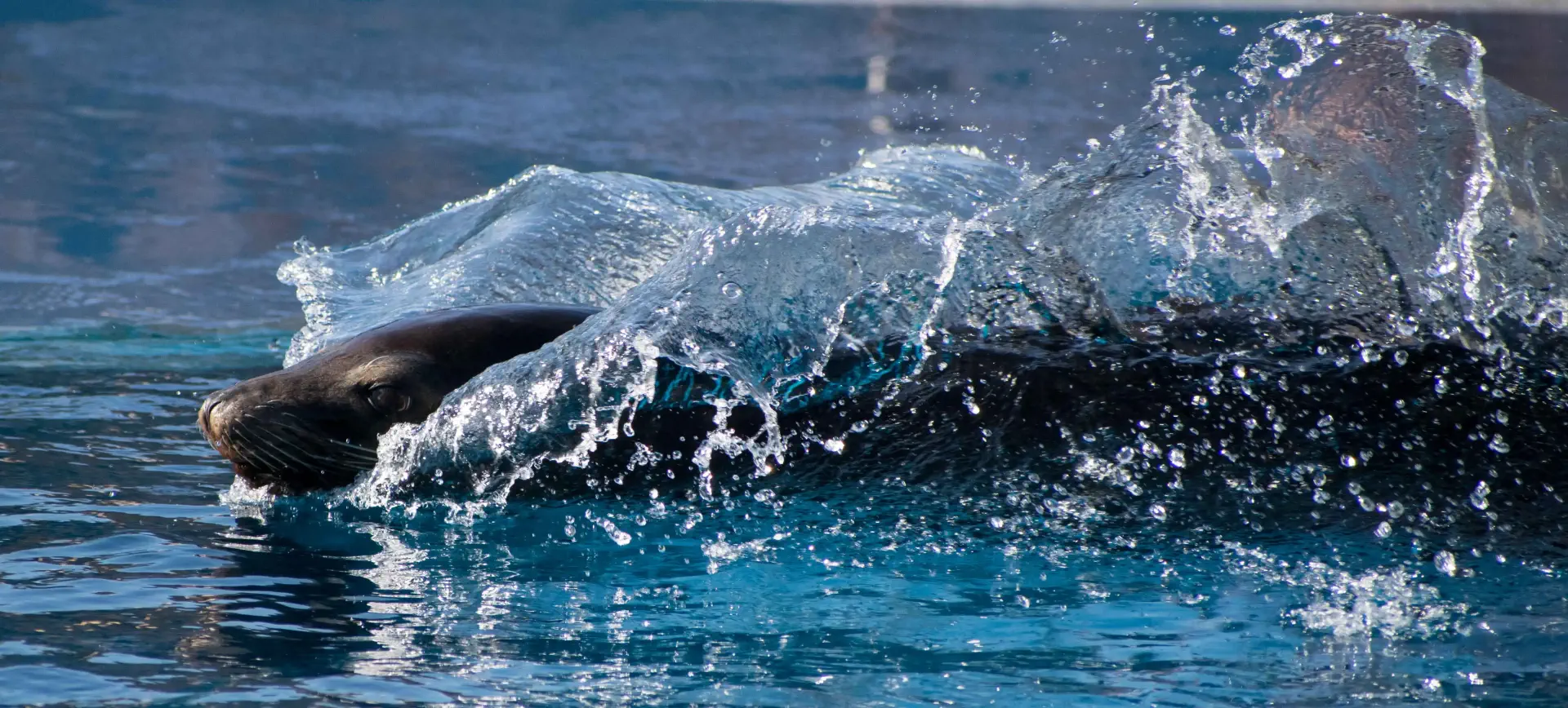 un phoque dans l’eau