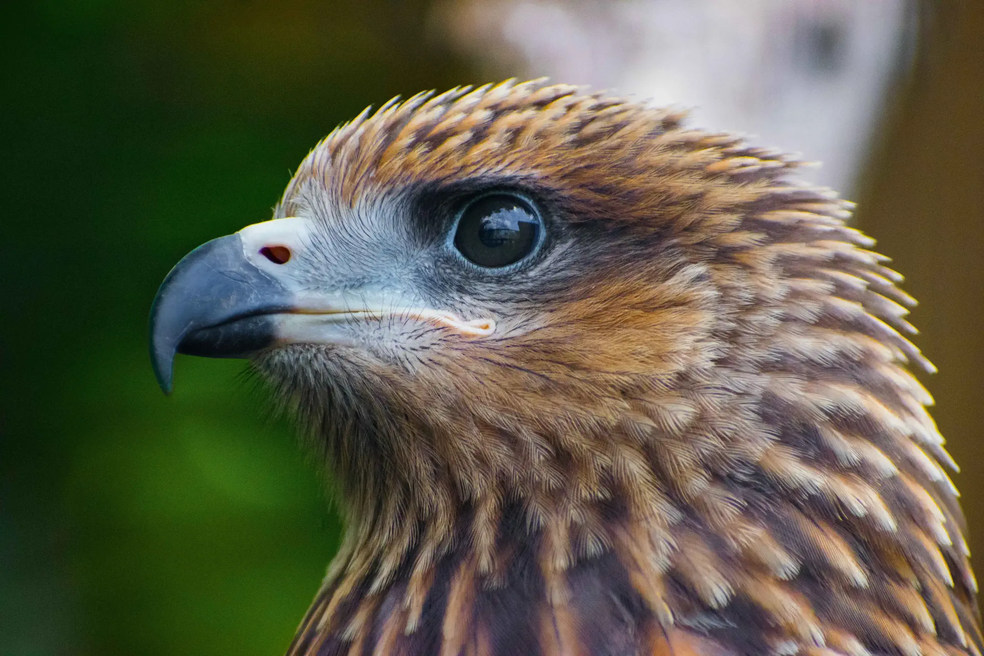 un gros plan d’un aigle avec un fond vert