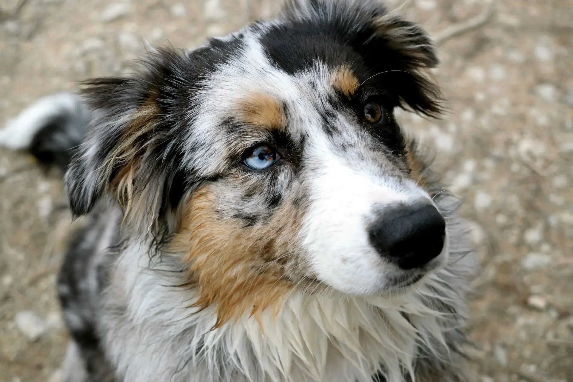 un chien aux yeux bleus et marron regardant la caméra