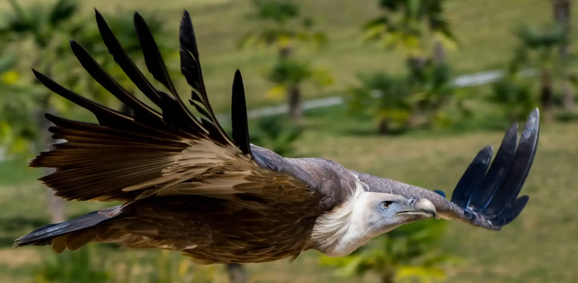 un oiseau volant au-dessus d’un champ verdoyant