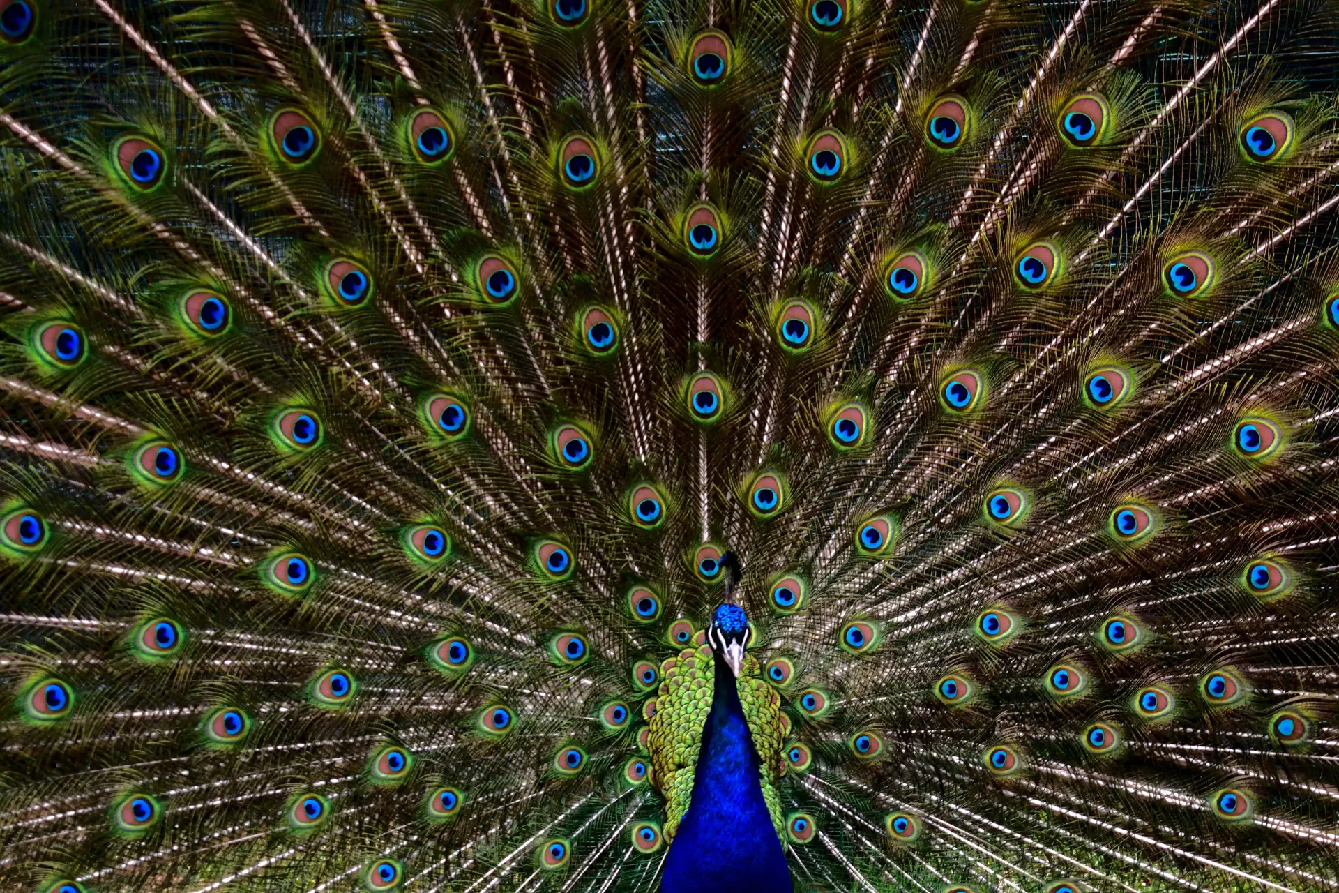 un paon avec ses plumes déployées