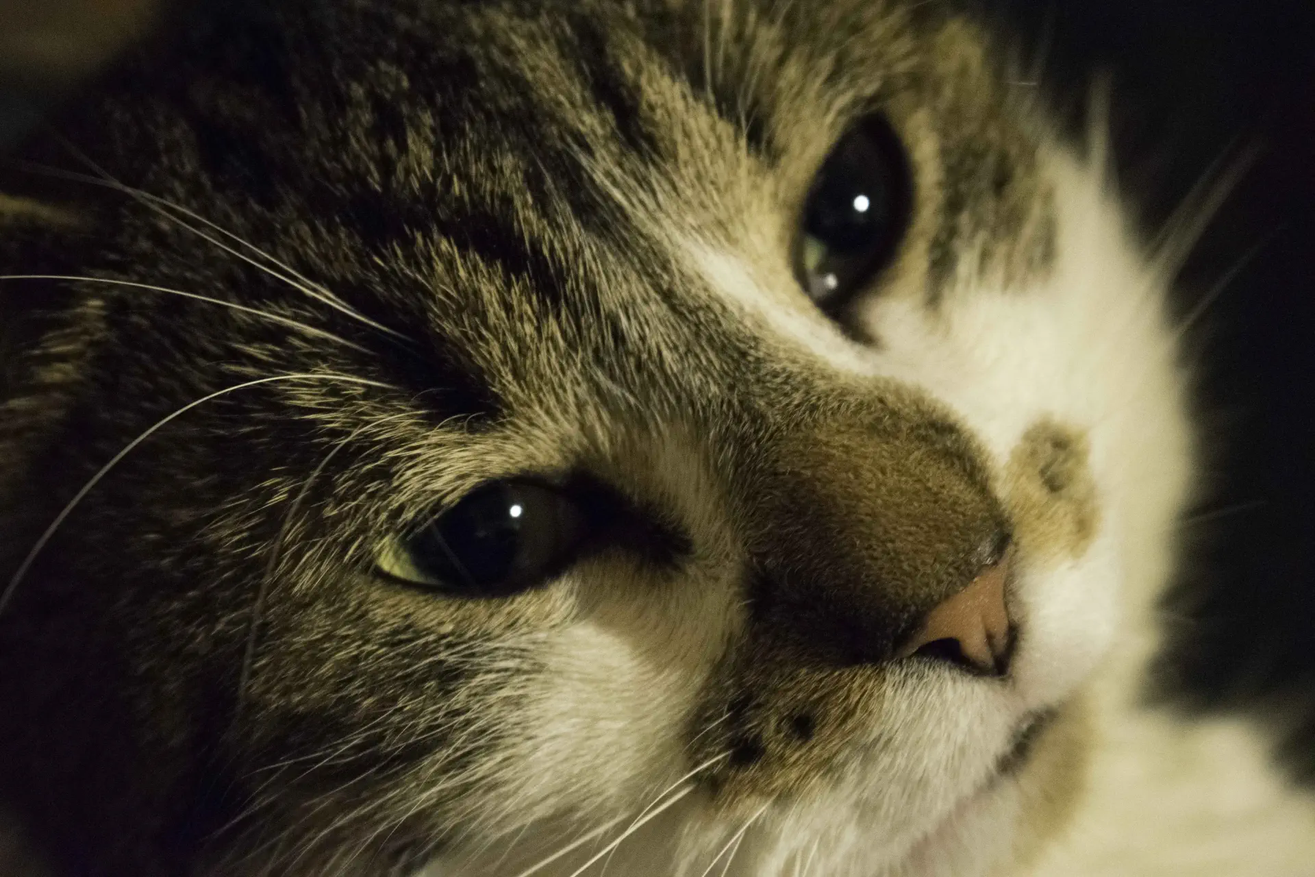 un chat avec un visage noir et blanc