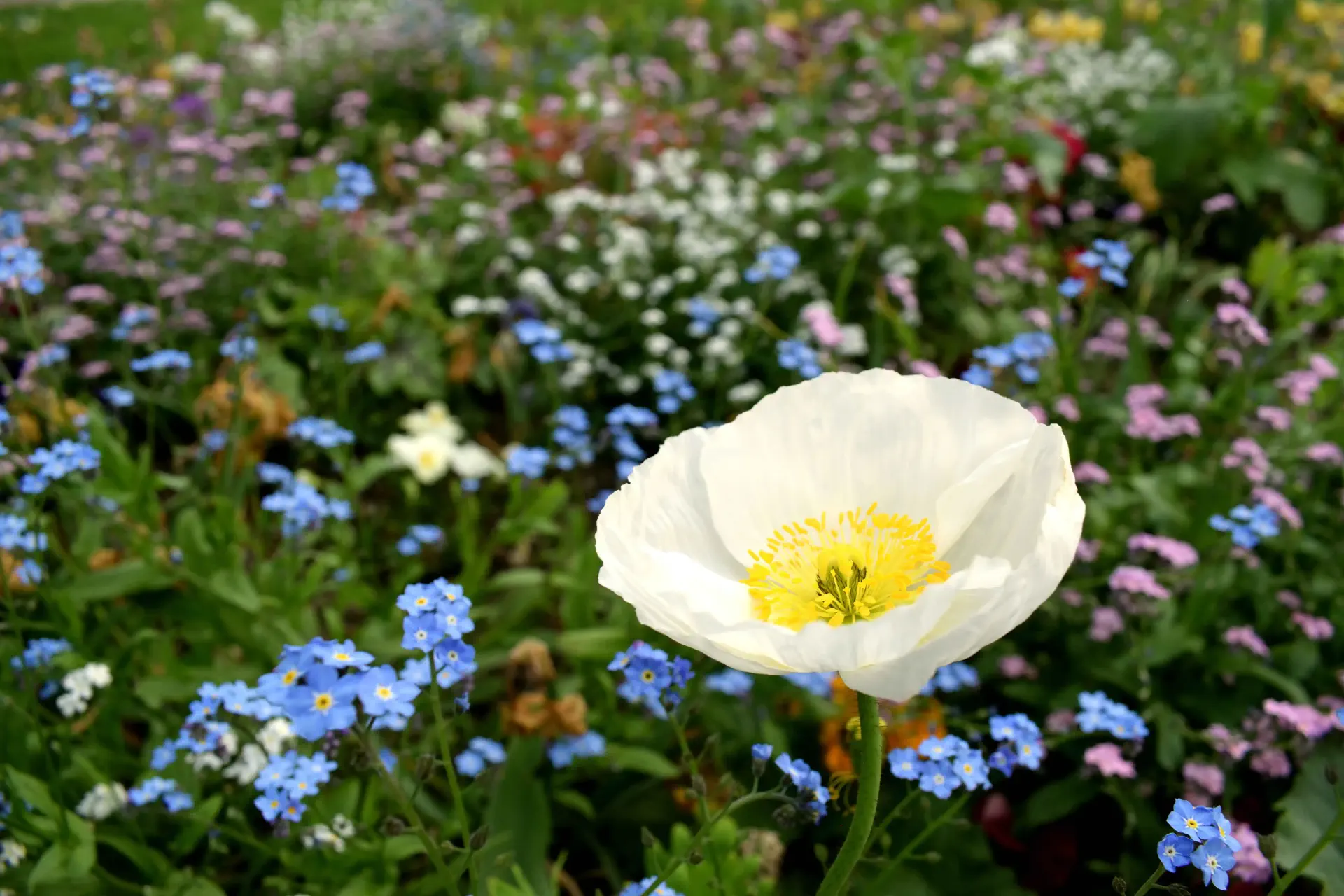 une fleur blanche dans un champ de fleurs bleues et blanches    