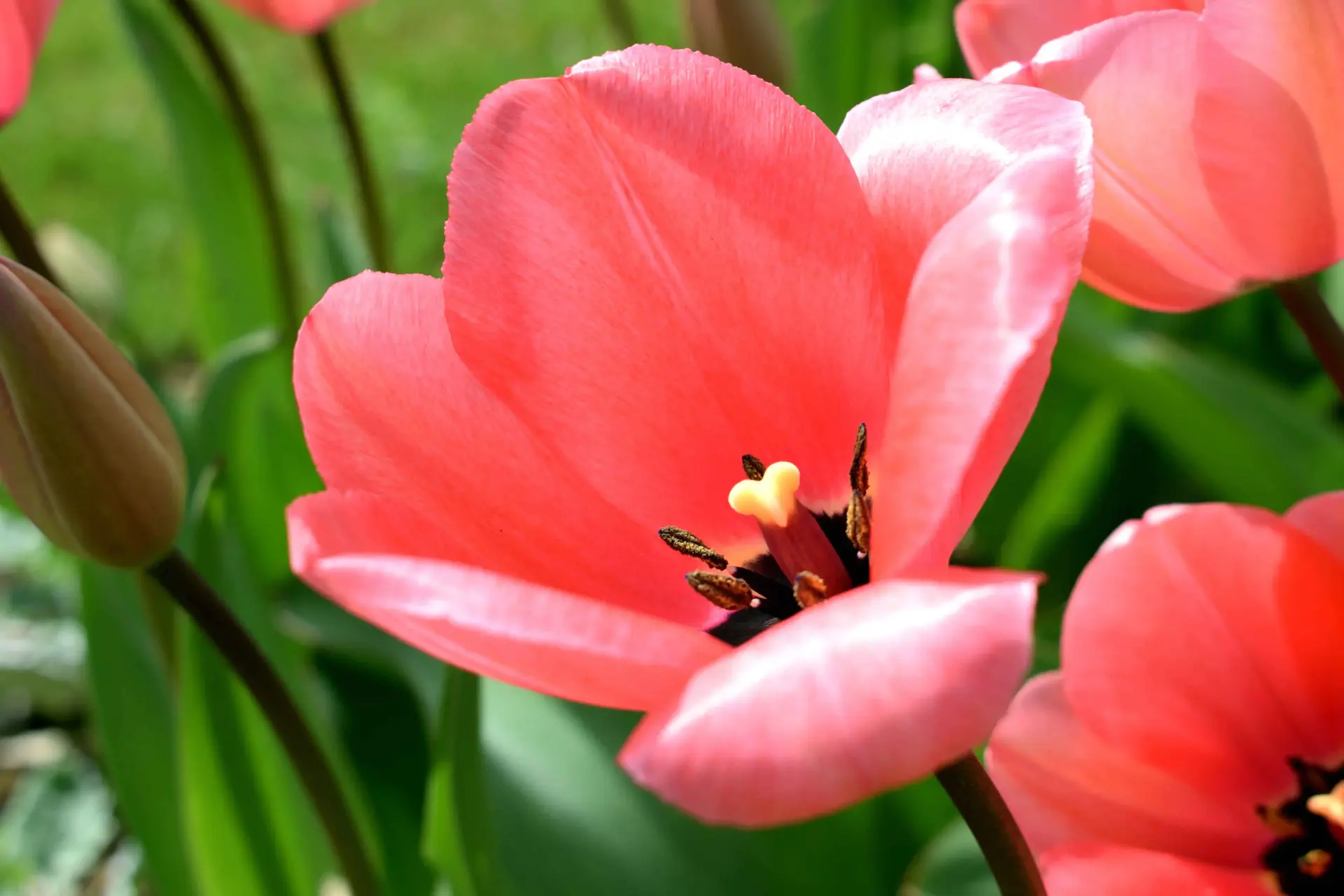 un gros plan d’un bouquet de fleurs roses