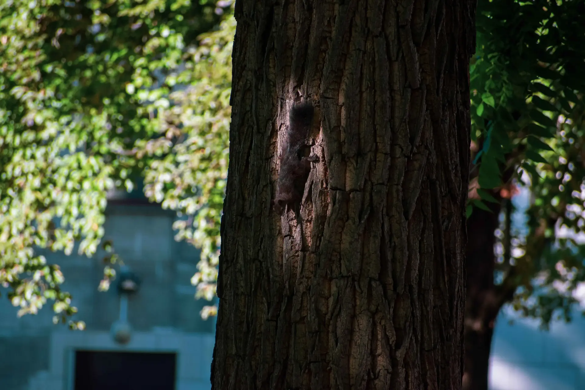 un arbre avec un écureuil dans le tronc