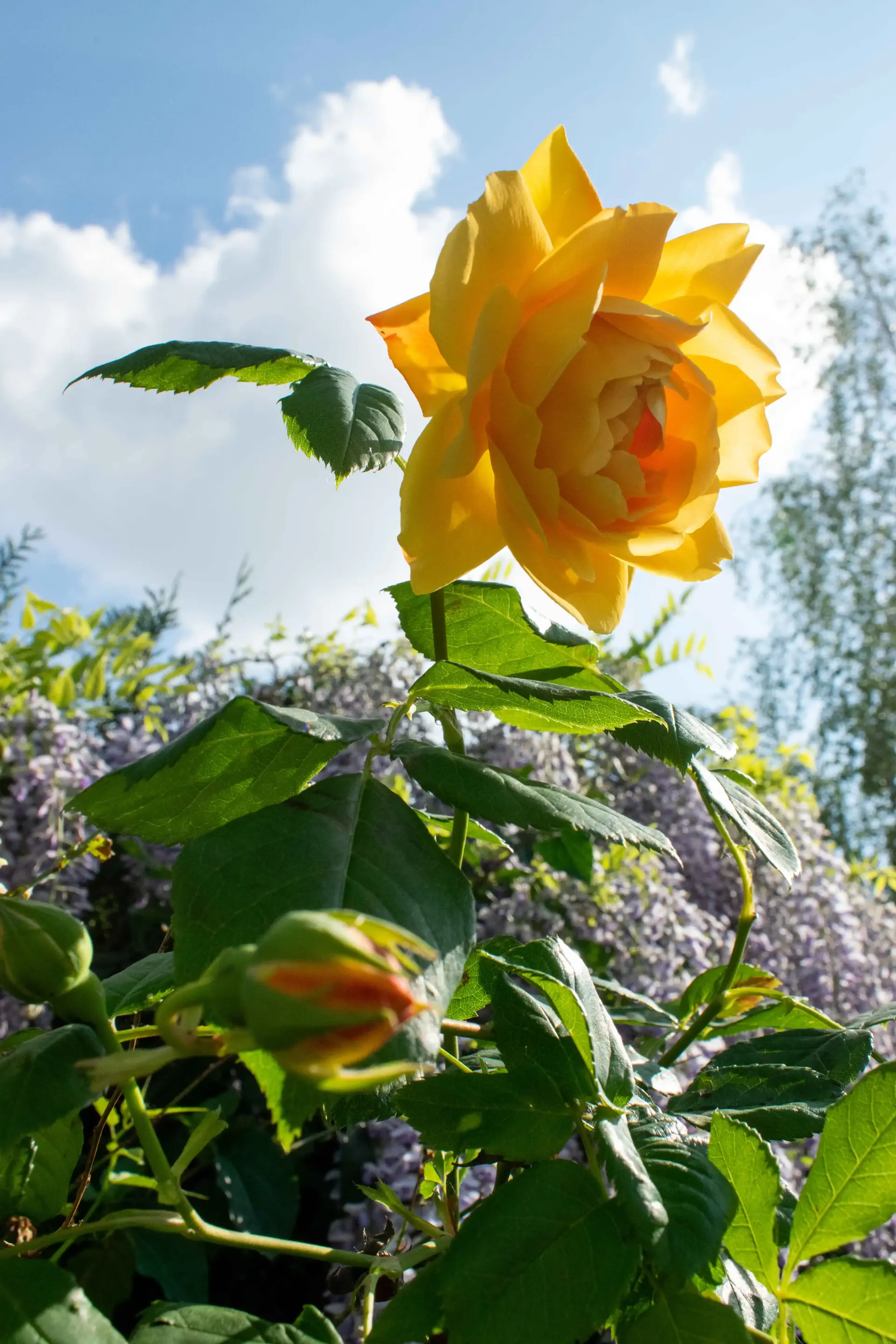 une rose jaune au milieu d’un jardin