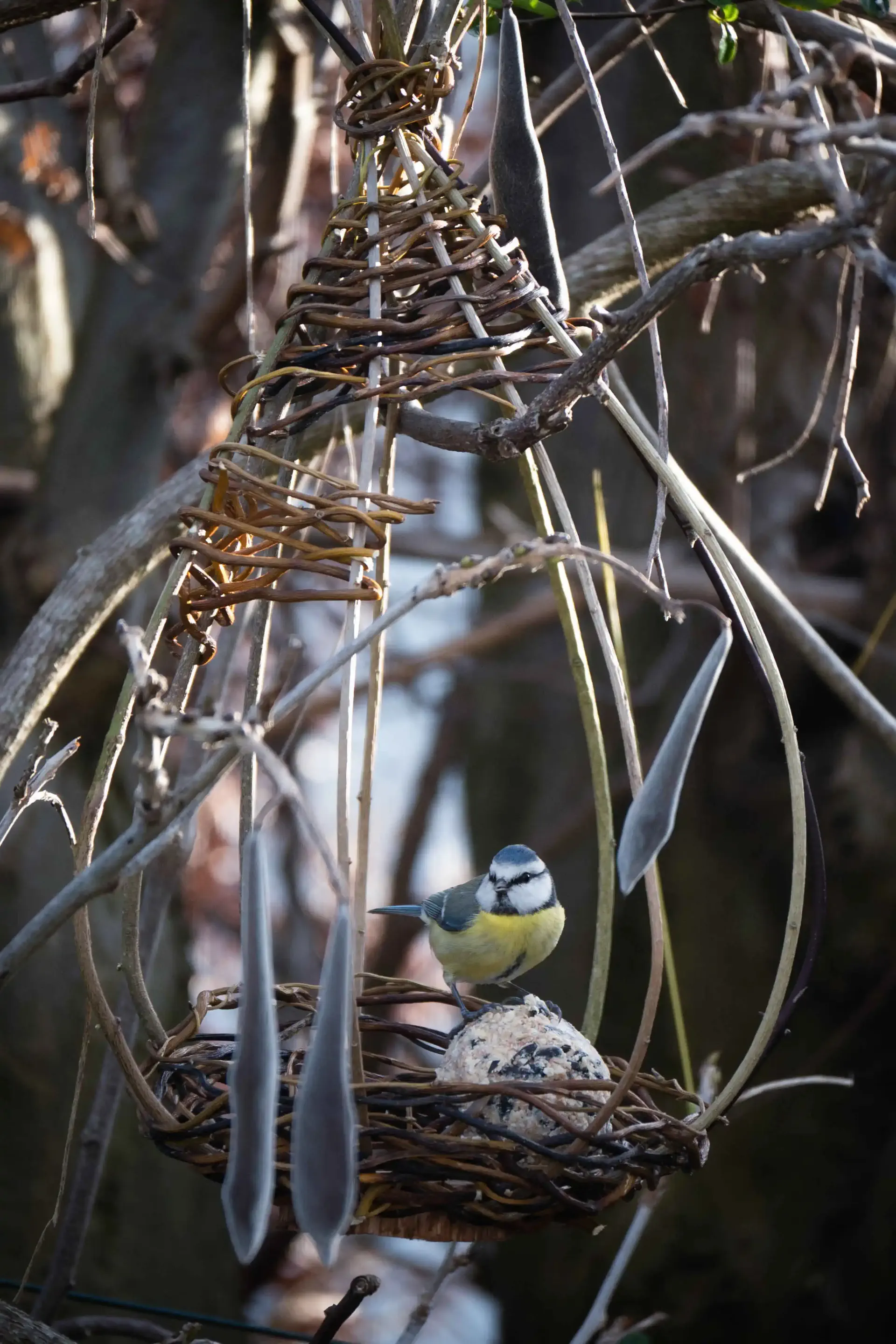 une mésange sur un porte graine en vannerie