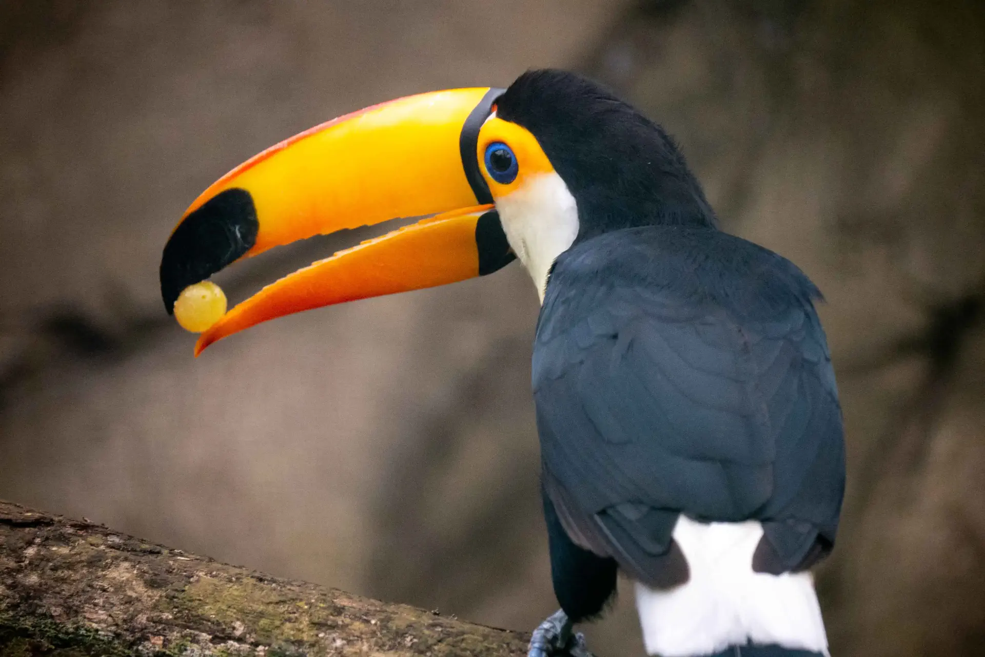 un toucan assis sur une branche avec un raisin dans le bec