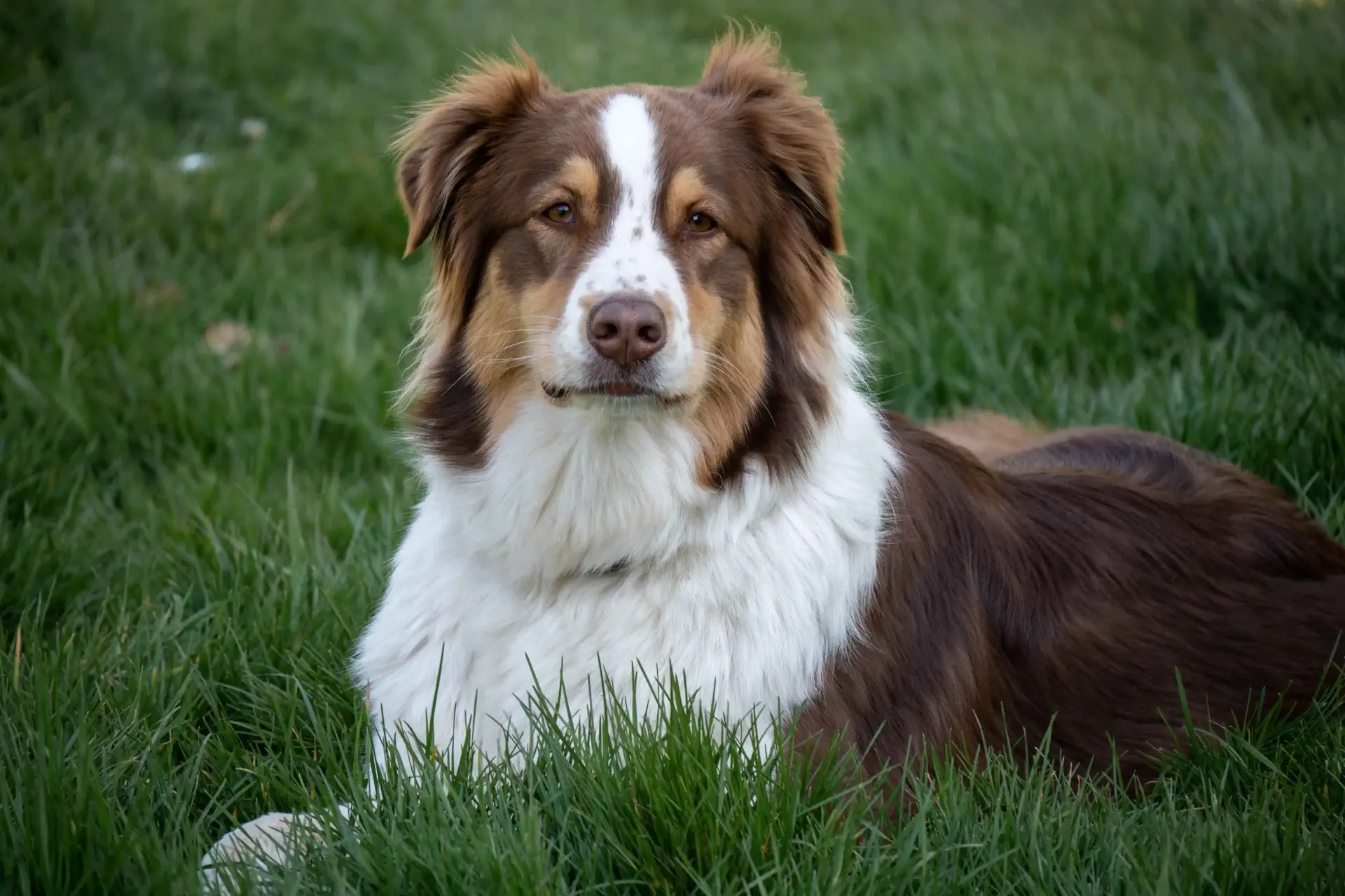 un chien caramel allongé dans l’herbe