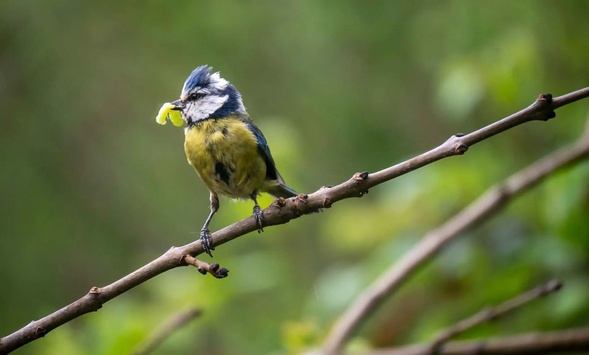 un petit oiseau perché sur une branche avec un ver dans son bec
